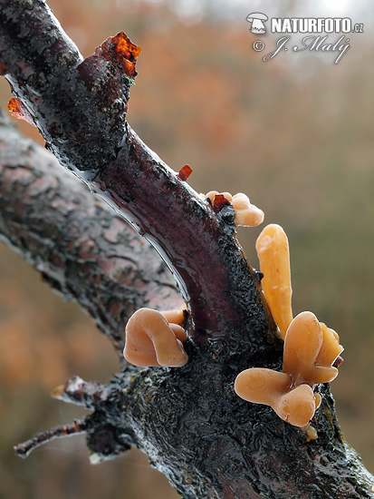 clavaire fistuleuse var. contorta