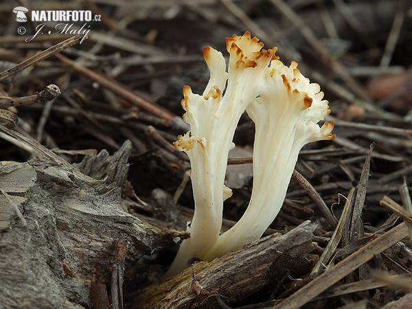 Clavulina coralloides