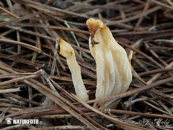 Clavulina coralloides