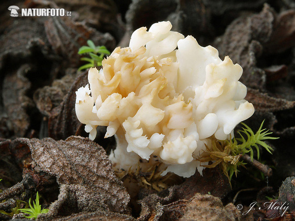 Clavulina coralloides