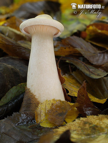 clitocybe géotrope