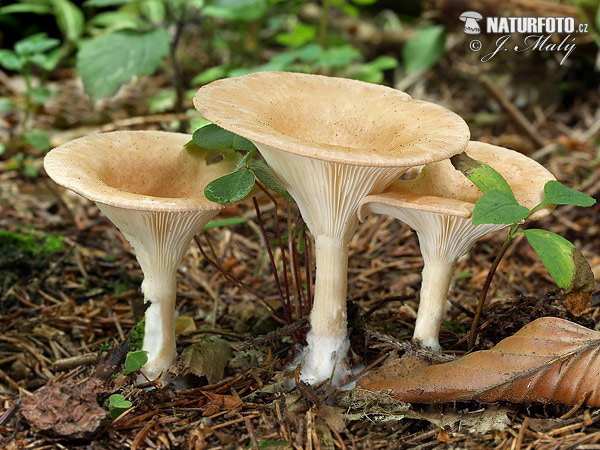 Clitocybe gibba