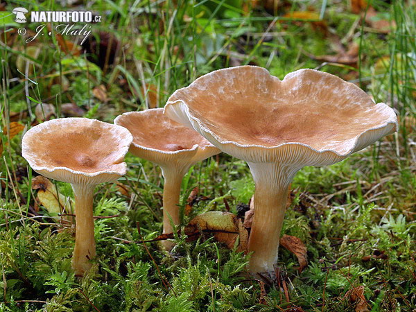 Clitocybe gibba