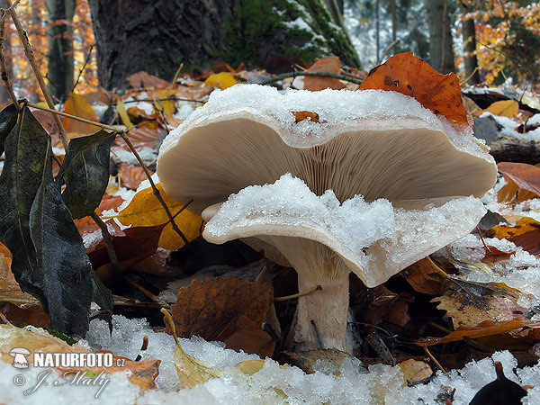 clitocybe nébuleux