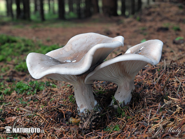 clitocybe nébuleux