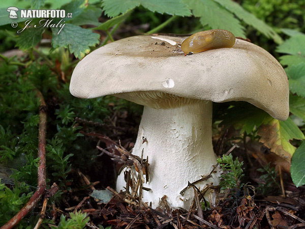 clitocybe nébuleux