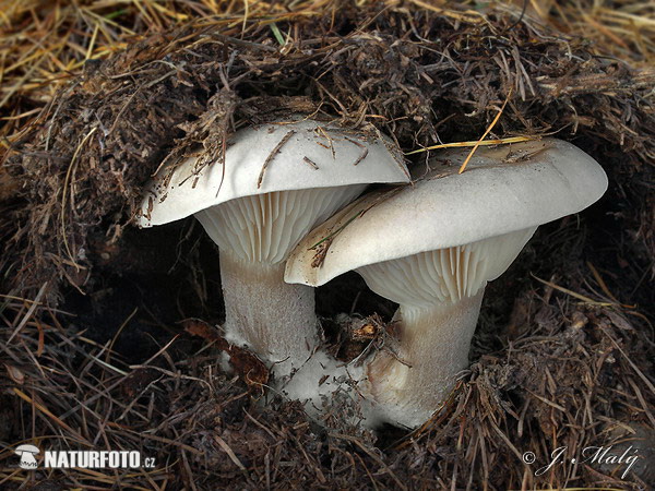 clitocybe nébuleux