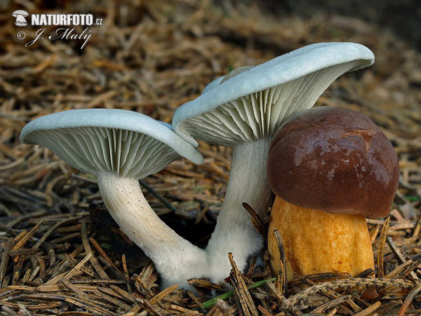 clitocybe odorant