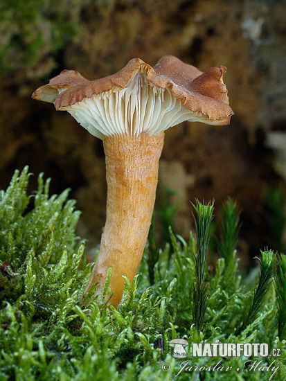 Clitocybe sinopica