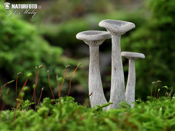 Clitocybe sp. 2