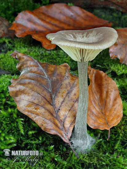 Clitocybe sp.