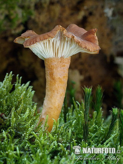 clitocybe terre cuite