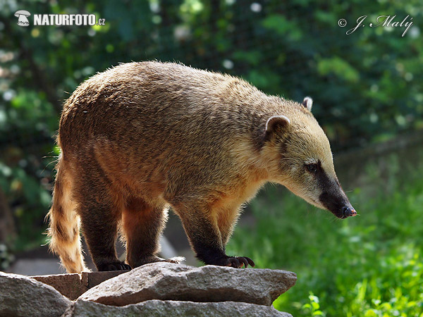 Coatí de cola anillada