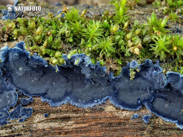 Cobalt Crust Mushroom (Terana caerulea)