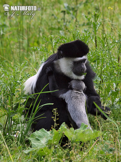 Colobus guereza