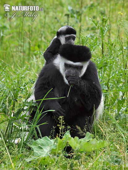 Colobus guereza