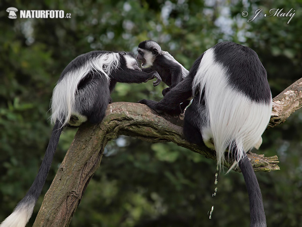 Colobus guereza