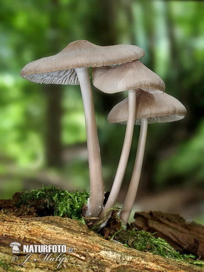 Common Bonnet Mushroom (Mycena galericulata)