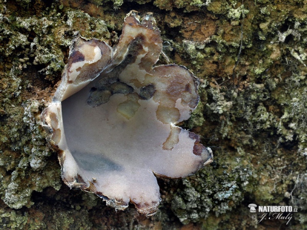 Common Earth-Cup Mushroom (Geopora arenicola)