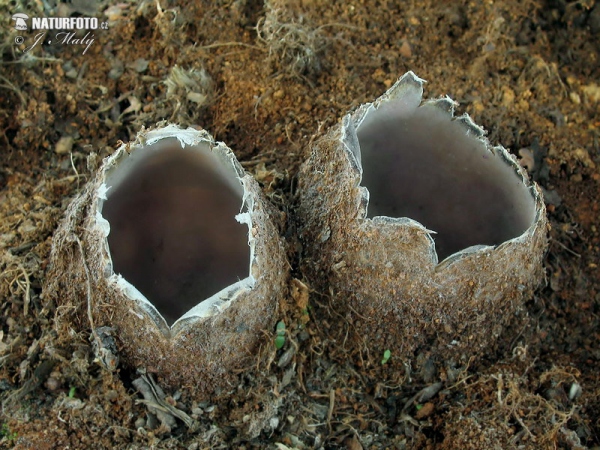 Common Earth-Cup Mushroom (Geopora arenicola)