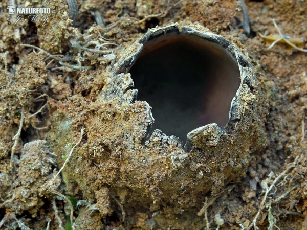 Common Earth-Cup Mushroom (Geopora arenicola)