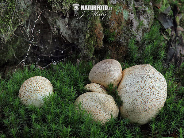 Common Earthball Mushroom (Scleroderma citrinum)