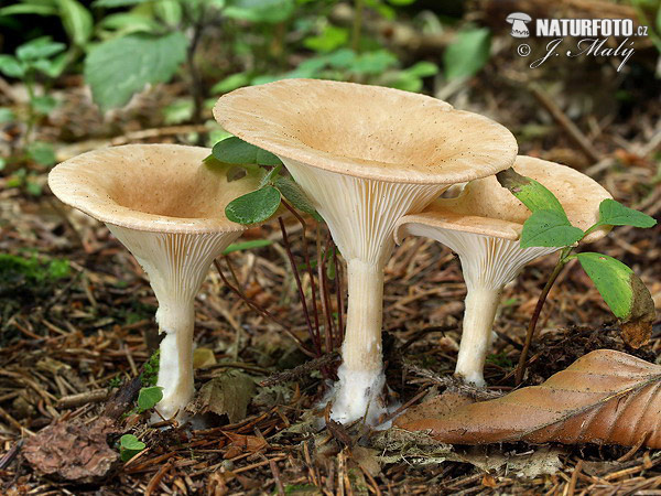 Common Funnel Mushroom (Clitocybe gibba)