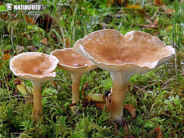 Common Funnel Mushroom (Clitocybe gibba)