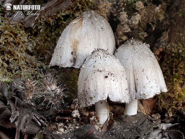 Common Ink Cap Mushroom (Coprinopsis atramentaria)