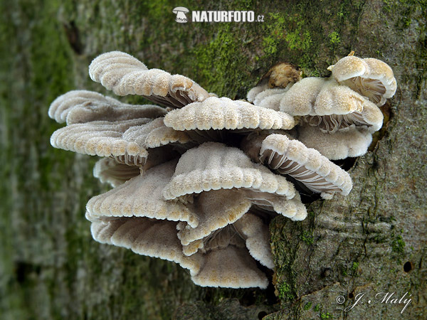 Common Porecrust Mushroom (Schizophyllum commune)