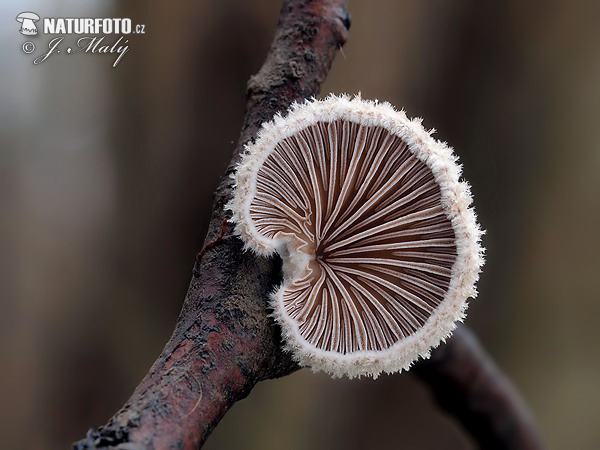 Common Porecrust Mushroom (Schizophyllum commune)
