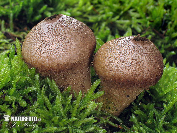 Common Puffball Mushroom (Lycoperdon perlatum)