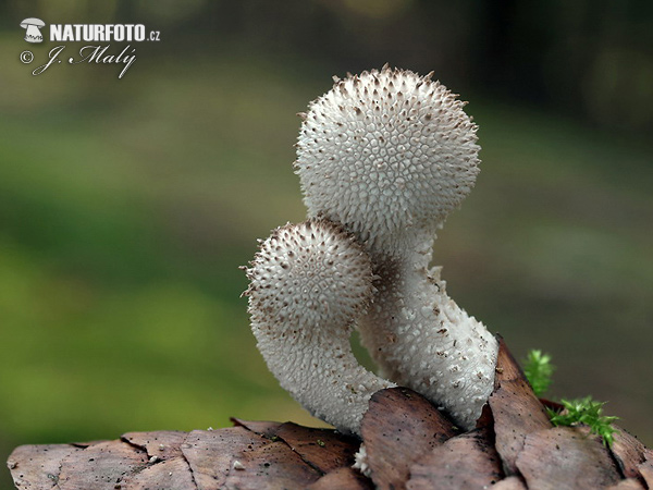 Common Puffball Mushroom (Lycoperdon perlatum)