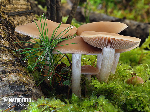 Common Stump Brittlestem Mushroom (Psathyrella piluliformis)