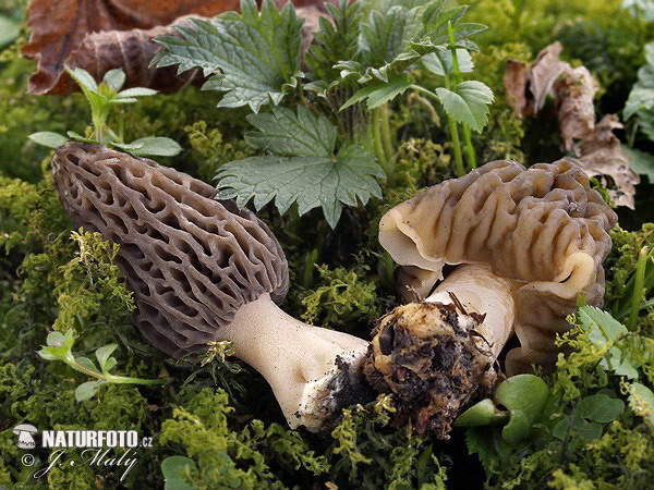 Conical Morel + Wrinkled Thimble Morel Mushroom (Morchella conica + Verpa bohemica)