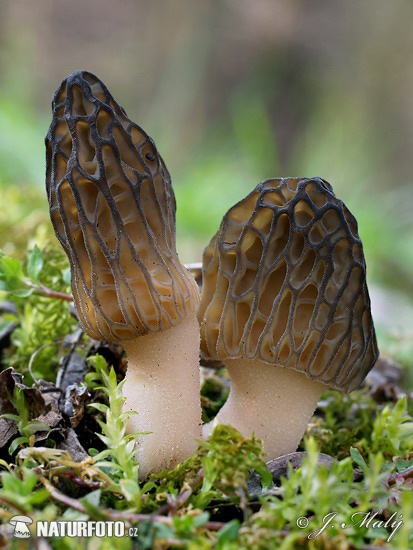 Conical Morel Mushroom (Morchella conica)
