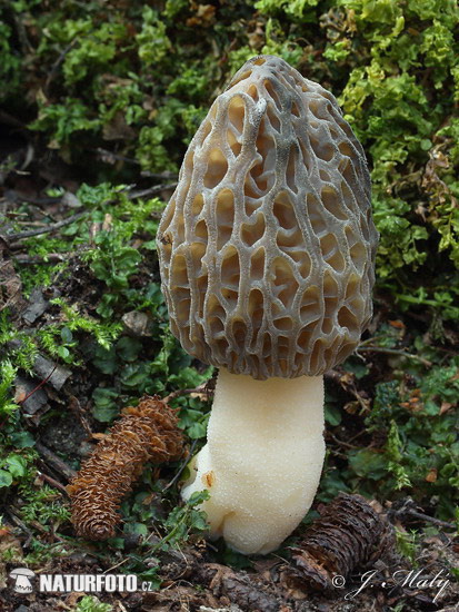 Conical Morel Mushroom (Morchella conica)