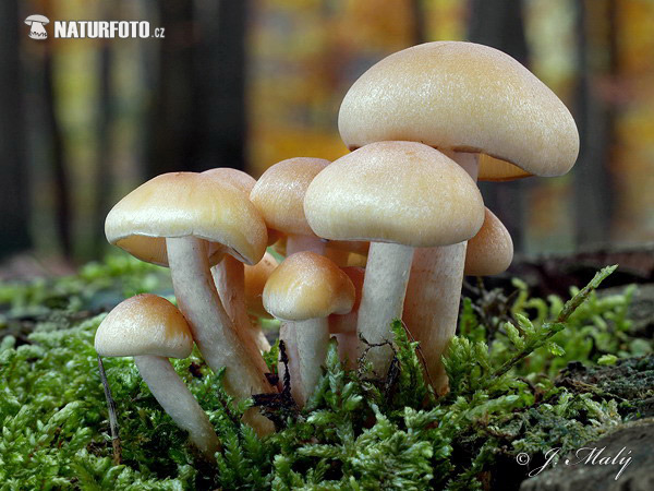 Conifer Tuft Mushroom (Hypholoma capnoides)