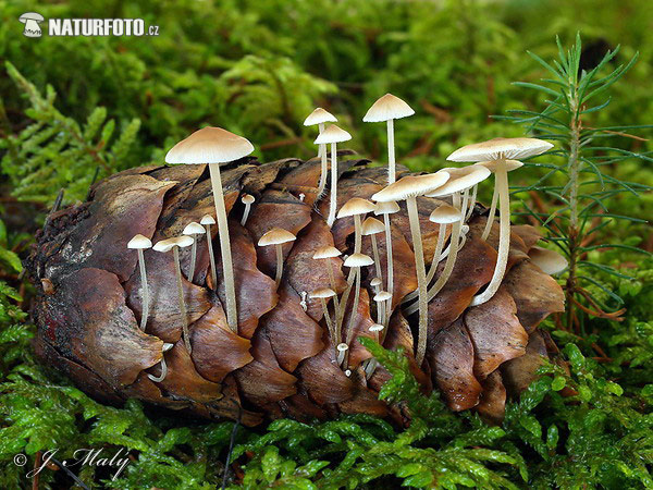 Conifercone Cap Mushroom (Baeospora myosura)