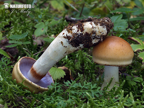 Contrary Webcap Mushroom (Cortinarius varius)