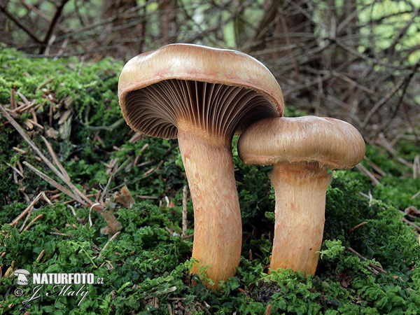 Copper Spike Mushroom (Chroogomphus rutilus)