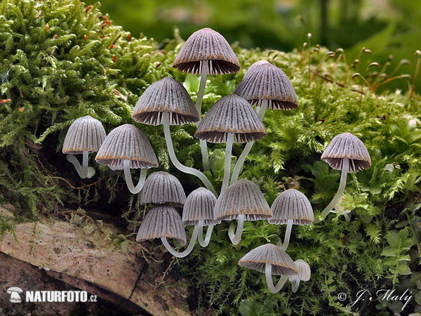 Coprinellus disseminatus