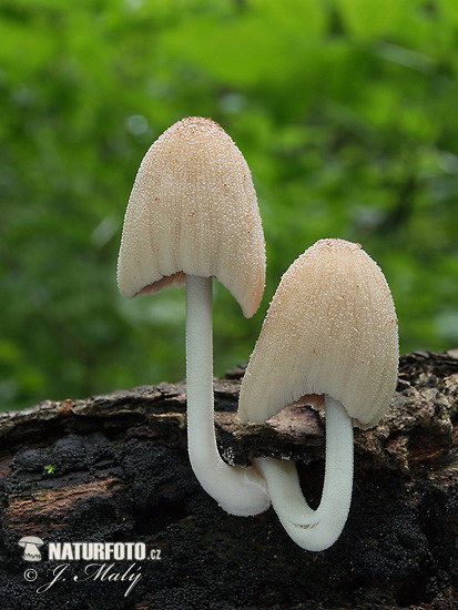 Coprinellus domesticus