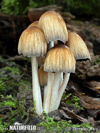 Coprinellus micaceus