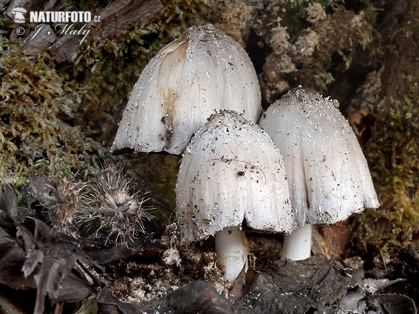 Coprinopsis atramentaria