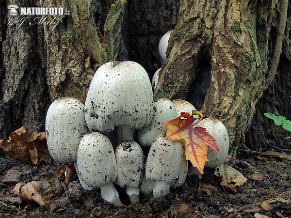 Coprinopsis romagnesiana