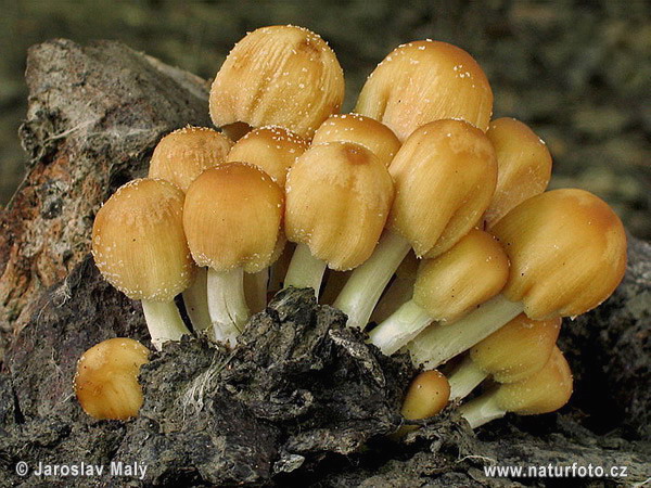 Coprinus saccharinus