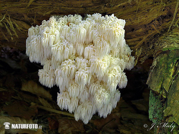 Coral Hericium Mushroom (Hericium flagellum)