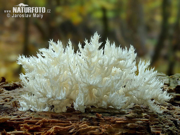 Coral Tooth Mushroom (Hericium clathroides)