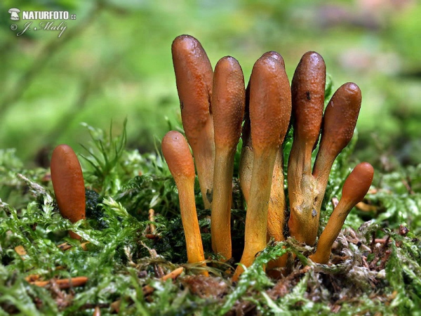 cordyceps langue de serpent